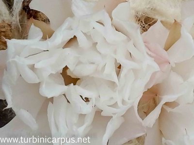 20161019_134037.jpg (153.05 KiB) 12095 mal betrachtet Ariocarpus retusus aff.<br />Las Delicias N.L.