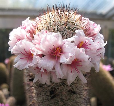 Mammillaria albicans slevinii L0036