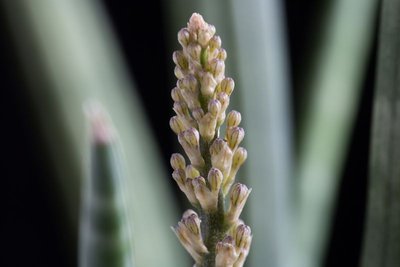 Sansevieria 'cylindrica' WB20160921.jpg