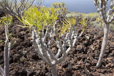 WB20150323, El Hierro, El Sabinar, Senecio kleinia.jpg