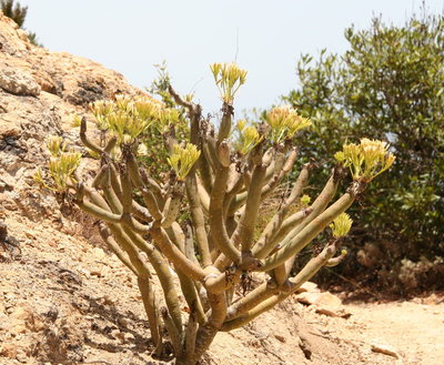 Kleinia nerrifolia am Roque El Cano, nahe Vallehermoso auf La Gomera