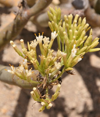 IMG_7321.JPG (190.69 KiB) 21377 mal betrachtet die hat still gehalten, aber wir waren auch im Windschatten eines mächtigen Berges unterwegs ;)