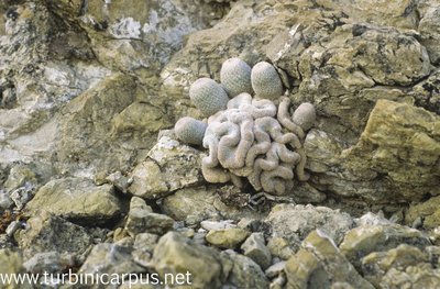 Epithelantha polycephala<br />Acatita COAH.