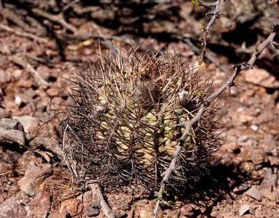 DSC03574.JPG (200.45 KiB) 12898 mal betrachtet Acanthocalycium thionanthum RB3169 - Quebrada de las Conchas, Salta 1478m