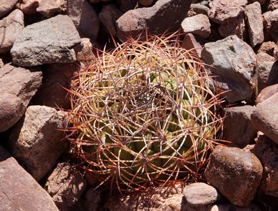 DSC03583.JPG (195.32 KiB) 12898 mal betrachtet Gymnocalycium saglionis RB3170 - Quebrada de las Conchas, Salta 1478m