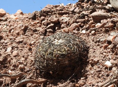 DSCN1735.JPG (225.62 KiB) 12898 mal betrachtet Gymnocalycium spegazzinii RB3168 - Quebrada de las Conchas, Salta 1478m