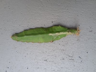 Vergessenes Epiphyllum-Blatt von unten