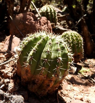 DSCN1771.JPG (140.27 KiB) 16489 mal betrachtet Echinopsis silvestrii RB3173 - Quebrada de las Conchas - südwestl. Alemania, Salta 1250m