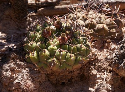 Gymnocalycium saglionis RB3171