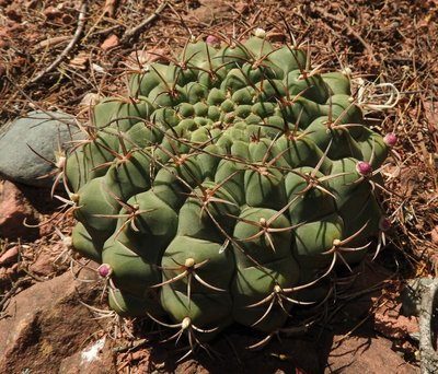 DSCN1799.JPG (165.6 KiB) 16494 mal betrachtet Gymnocalycium delaetii RB3177