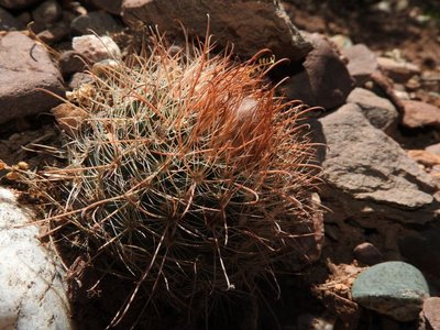 Parodia microsperma rubristaminea RB3176