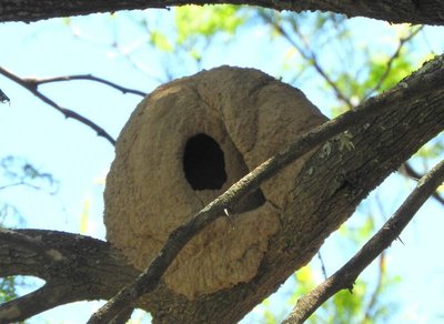 DSCN1791.JPG (78.83 KiB) 16494 mal betrachtet Nest Töpfervogel