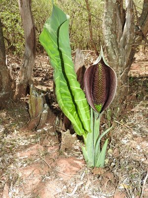 DSCN1793.JPG (182.85 KiB) 16489 mal betrachtet Synandrospadix vermitoxicus
