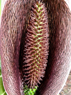 DSCN1802.JPG (151.8 KiB) 16489 mal betrachtet Synandrospadix vermitoxicus