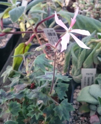 Pelargonium Stellar Bird Dancer