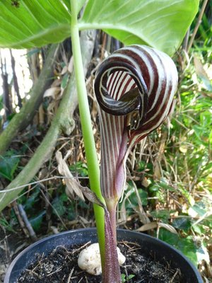 Arisaema franchettianum