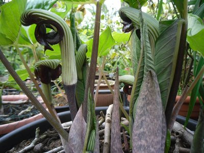 Arisaema ringens