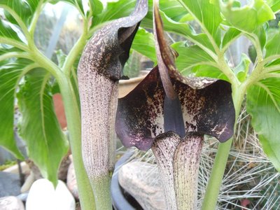 Arisaema thunbergii var. urashima