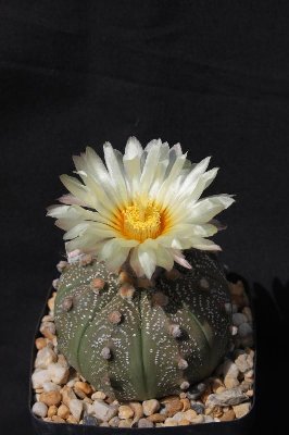 Astrophytum_asterias_hybr_100521_7499.jpg