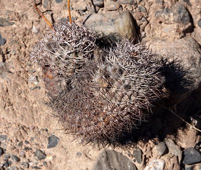 DSC03663.JPG (204.04 KiB) 16295 mal betrachtet Acanthocalycium thionanthum RB3180 - RN40 Valle Calchaquies, San Rafael, Salta 1680m