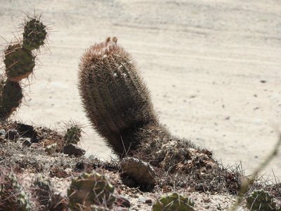 DSCN1842.JPG (128.46 KiB) 16290 mal betrachtet Acanthocalycium thionanthum RB3189 - RN40 Valle Calchaquies, La Merced, Salta 1744m