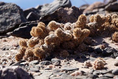 DSC03690.JPG (144.75 KiB) 16295 mal betrachtet Tephrocactus molinensis RB3182 - RN40 Valle Calchaquies, Los Sauces, Salta 1675m
