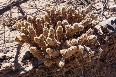 DSC03708.JPG (171.77 KiB) 16290 mal betrachtet Tephrocactus molinensis RB3187 - RN40 Valle Calchaquies, Los Sauces, Salta 1687m
