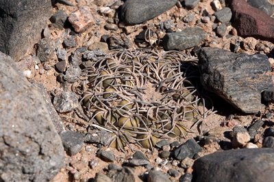 DSC03703.JPG (175.03 KiB) 16290 mal betrachtet Gymnocalycium spegazzinii RB3185 - RN40 Valle Calchaquies, Los Sauces, Salta 1675m