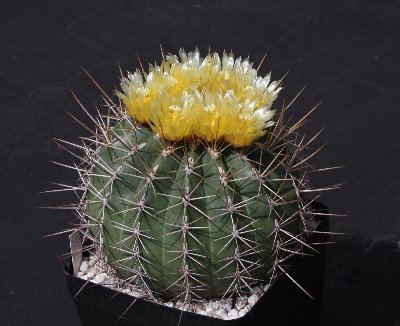 Feroc_alamosanus_090513_0754b.jpg