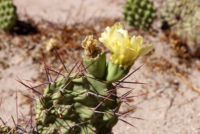 DSC03739.JPG (117.98 KiB) 11045 mal betrachtet Opuntia sulphurea RB3188 - RN40 Valle Calchaquies, La Merced, Salta 1744m
