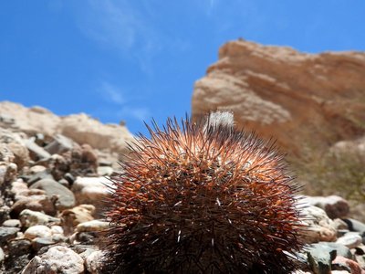 Parodia horrida RB3195 - RN40 Quebrada de las Flechas, Salta 1935m
