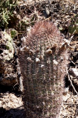 Acanthocalycium thionanthum RB3193 - RN40 Valle Calchaquies, Santa Rosa, Salta 1812m