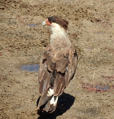 DSCN1897.JPG (243.72 KiB) 11045 mal betrachtet Schopfkarakara - Caracara plancus