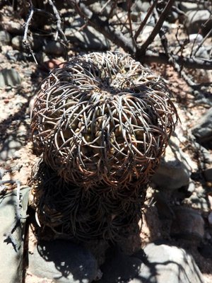 DSCN1884.JPG (147.35 KiB) 11050 mal betrachtet Gymnocalycium spegazzinii RB3203 - RP25 nördl. Angastaco, Salta 1885m