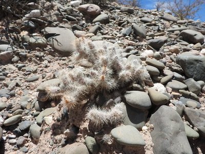 Tephrocactus weberi RB3197 - RN40 nördl. Angastaco, Salta 1865m
