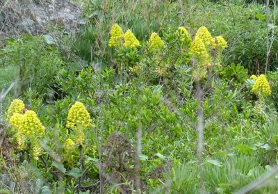 Aeonium manriqueorum (640x446).jpg