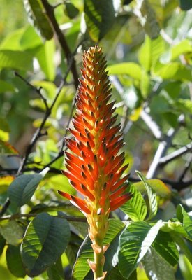 Aloe soccotrina, Blüte.jpg