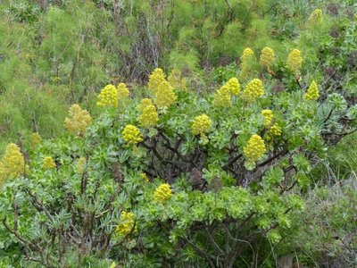 Aeonium aboreum ssp. aboreum, Blüten.jpg