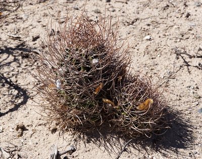 DSC03873.JPG (226.17 KiB) 9762 mal betrachtet Echinopsis leucantha RB3207 - Santa Maria, Famatanca, Catamarca 1950m