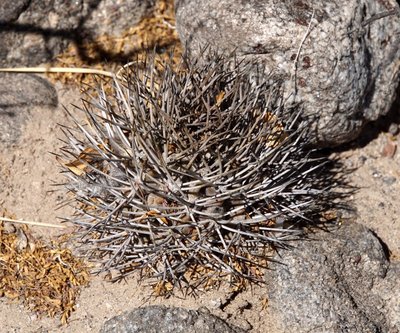 DSC03881.JPG (228.3 KiB) 9762 mal betrachtet Acanthocalycium thionanthum catamarcense RB3208 - Santa Maria, Famatanca, Catamarca 1950m
