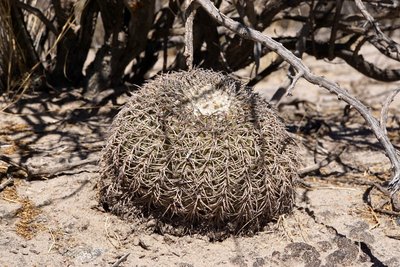 Gymnocalycium spegazzinii RB3210 - nördl. El Desmonte, Catamarca 2048m