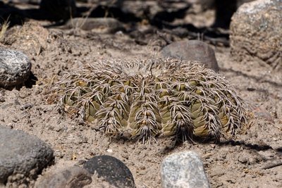 DSC03903.JPG (167.14 KiB) 9762 mal betrachtet Gymnocalycium spegazzinii RB3210 - nördl. El Desmonte, Catamarca 2048m