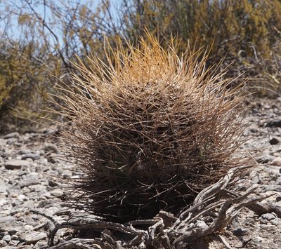 Echinopsis leucantha RB3214 - südl. Punta de Balastro, Catamarca 2145m