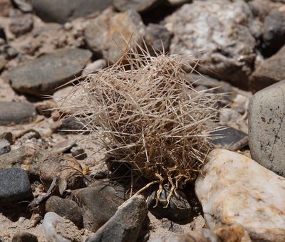 DSC03936.JPG (168.26 KiB) 9762 mal betrachtet Tephrocactus weberi RB3217 - südl. Sierra de Quilmes, Catamarca 2200m