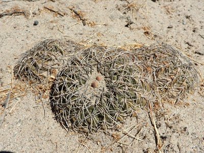 DSCN1923.JPG (216.68 KiB) 9762 mal betrachtet Gymnocalycium spegazzinii RB3210 - nördl. El Desmonte, Catamarca 2048m