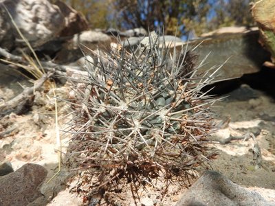 DSCN1942.JPG (153.9 KiB) 9762 mal betrachtet Acanthocalycium glaucum f.griseum RB3215 - südl. Sierra de Quilmes, Catamarca 2200m