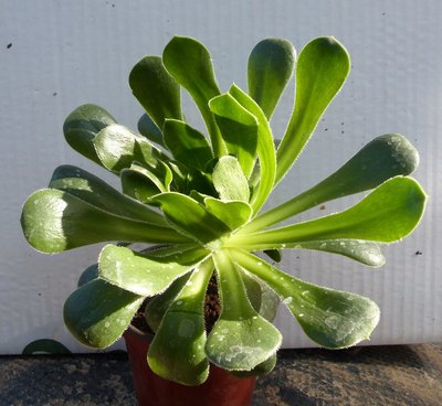 Aeonium Hybride 1a.jpg