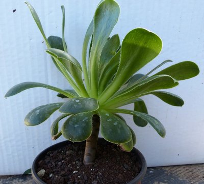 Aeonium hybride 1b.jpg