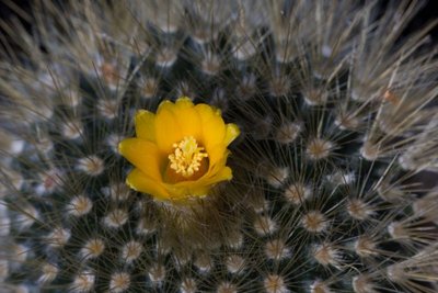 WB20170105 120357, chrysacanthion, Parodia.jpg