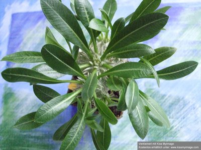 Pachypodium brevicaule ssp leucoxanthum_klein.jpg